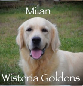 Milan (Trinity / Tahoe) English Cream Golden Retriever born and raised Wisteria Goldens