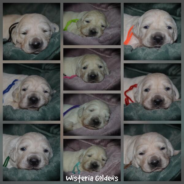 Stormy Litter two week pictures collage wisteria goldens english cream golden retriever puppies raised part of our family until part of yours.