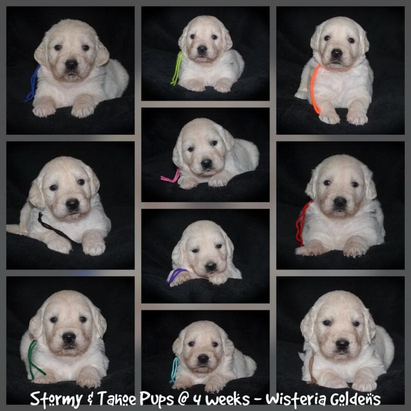 Stormy & Tahoe puppies are 4 weeks old. Sweetest loves and starting to engage and play more together. English Cream Golden Retriever Puppies born and raised Wisteria Goldens Part of our family until part of yours #stormy090125 Litter Born September 1, 2025 