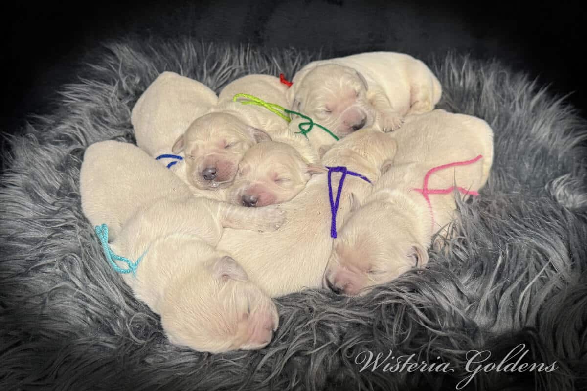 Milan (Trinity / Tahoe) & Theo – Litter Born 09/19/2025. 4 girls and 3 boys. #milan091925 English Cream Golden Retriever puppies born Wisteria Goldens and raised part of our family until they are part of yours.