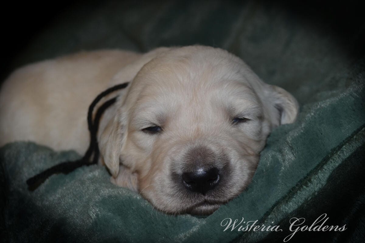 Stormy Litter two week pictures collage wisteria goldens english cream golden retriever puppies raised part of our family until part of yours.