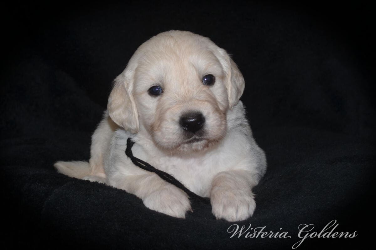 Stormy & Tahoe puppies are 4 weeks old. Sweetest loves and starting to engage and play more together. English Cream Golden Retriever Puppies born and raised Wisteria Goldens Part of our family until part of yours #stormy090125 Litter Born September 1, 2025 