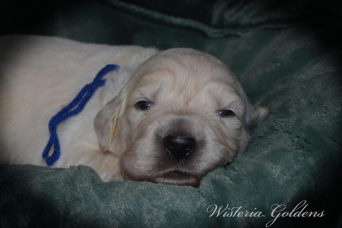 Stormy Litter two week pictures collage wisteria goldens english cream golden retriever puppies raised part of our family until part of yours.