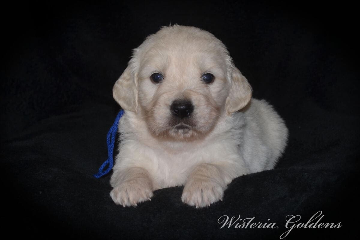 Stormy & Tahoe puppies are 4 weeks old. Sweetest loves and starting to engage and play more together. English Cream Golden Retriever Puppies born and raised Wisteria Goldens Part of our family until part of yours #stormy090125 Litter Born September 1, 2025 