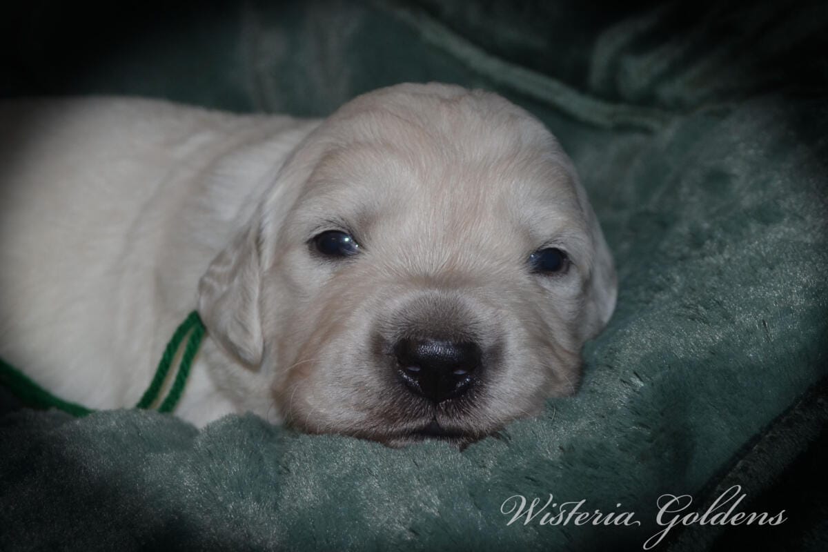 Stormy Litter two week pictures collage wisteria goldens english cream golden retriever puppies raised part of our family until part of yours.