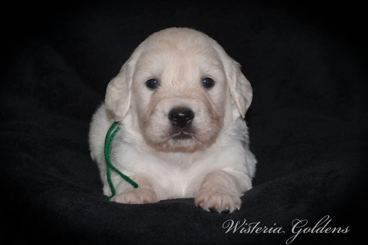 Stormy & Tahoe puppies are 4 weeks old. Sweetest loves and starting to engage and play more together. English Cream Golden Retriever Puppies born and raised Wisteria Goldens Part of our family until part of yours #stormy090125 Litter Born September 1, 2025 