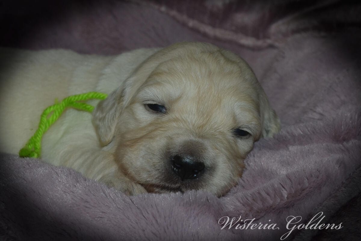 Stormy Litter two week pictures collage wisteria goldens english cream golden retriever puppies raised part of our family until part of yours.