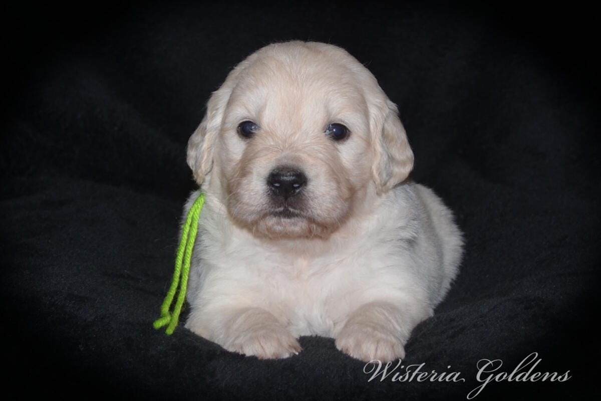 Stormy & Tahoe puppies are 4 weeks old. Sweetest loves and starting to engage and play more together. English Cream Golden Retriever Puppies born and raised Wisteria Goldens Part of our family until part of yours #stormy090125 Litter Born September 1, 2025 