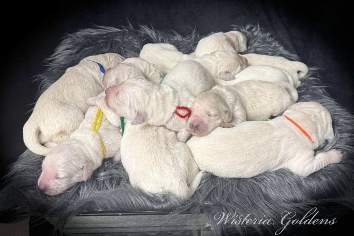 Stormy & Tahoe Litter Newborn Group. English Cream Golden Retriever puppies adoptions open. Puppies are raised part of our family until part of yours. 