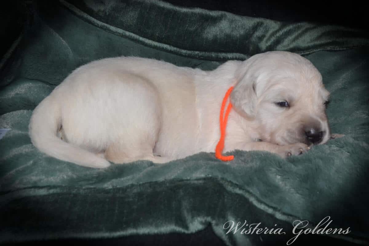 orange boy