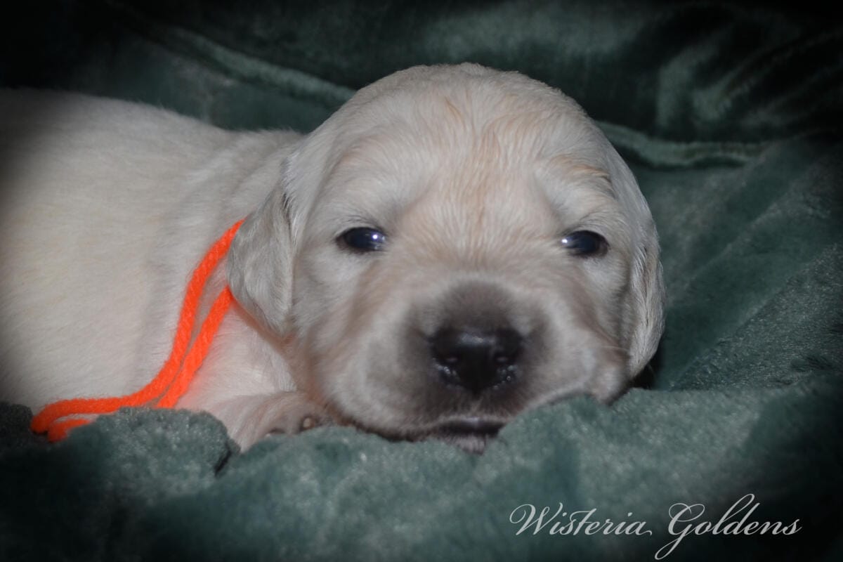 Stormy Litter two week pictures collage wisteria goldens english cream golden retriever puppies raised part of our family until part of yours.