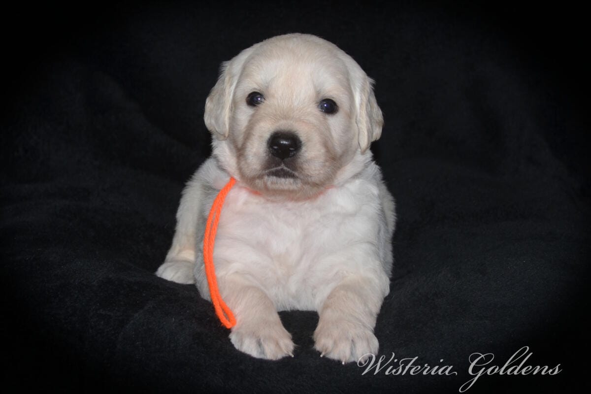 Stormy & Tahoe puppies are 4 weeks old. Sweetest loves and starting to engage and play more together. English Cream Golden Retriever Puppies born and raised Wisteria Goldens Part of our family until part of yours #stormy090125 Litter Born September 1, 2025 