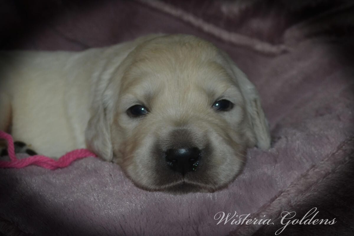Stormy Litter two week pictures collage wisteria goldens english cream golden retriever puppies raised part of our family until part of yours.