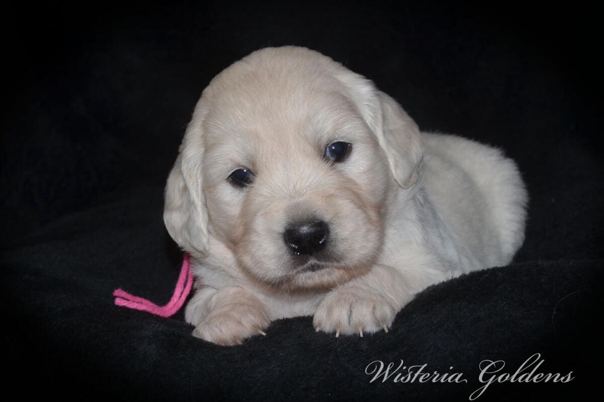 Stormy & Tahoe puppies are 4 weeks old. Sweetest loves and starting to engage and play more together. English Cream Golden Retriever Puppies born and raised Wisteria Goldens Part of our family until part of yours #stormy090125 Litter Born September 1, 2025 