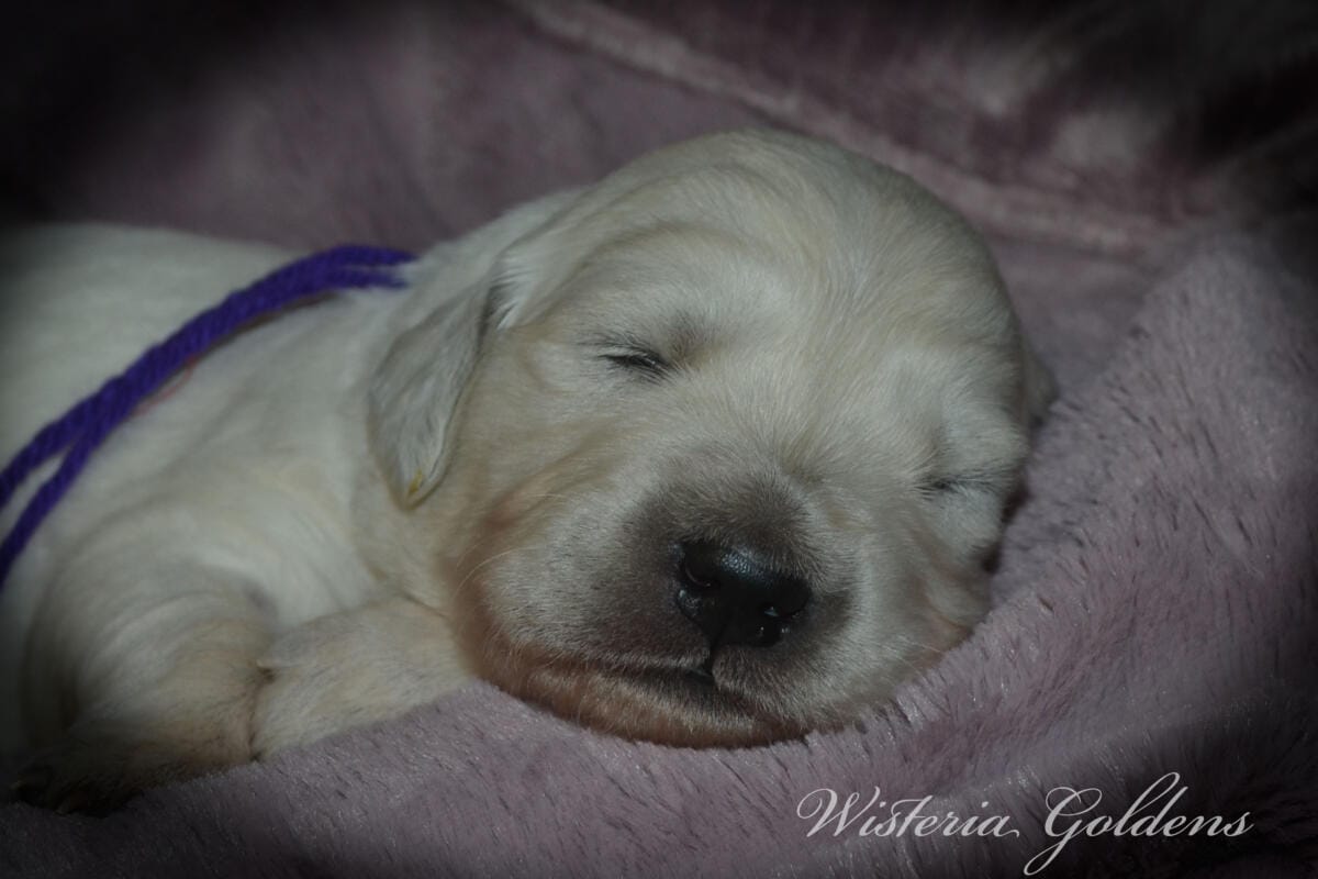 Stormy Litter two week pictures collage wisteria goldens english cream golden retriever puppies raised part of our family until part of yours.