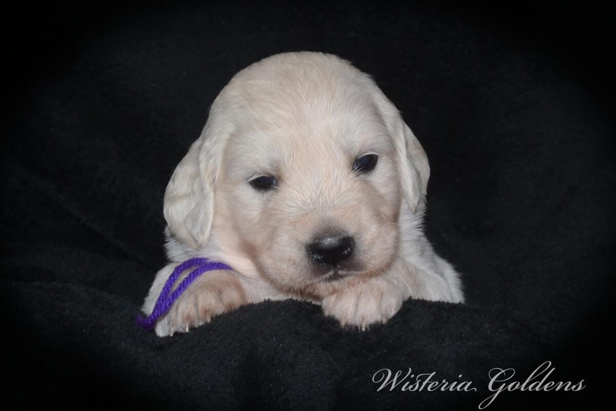 Stormy & Tahoe puppies are 4 weeks old. Sweetest loves and starting to engage and play more together. English Cream Golden Retriever Puppies born and raised Wisteria Goldens Part of our family until part of yours #stormy090125 Litter Born September 1, 2025 