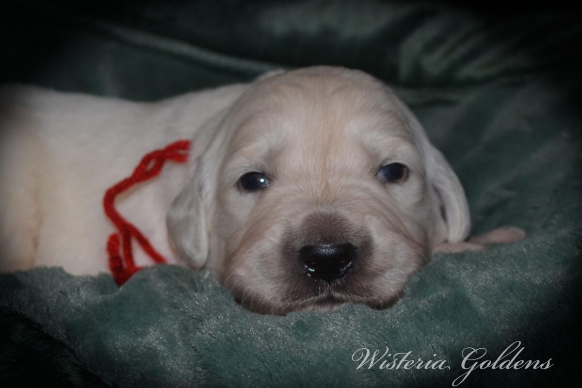 Stormy Litter two week pictures collage wisteria goldens english cream golden retriever puppies raised part of our family until part of yours.