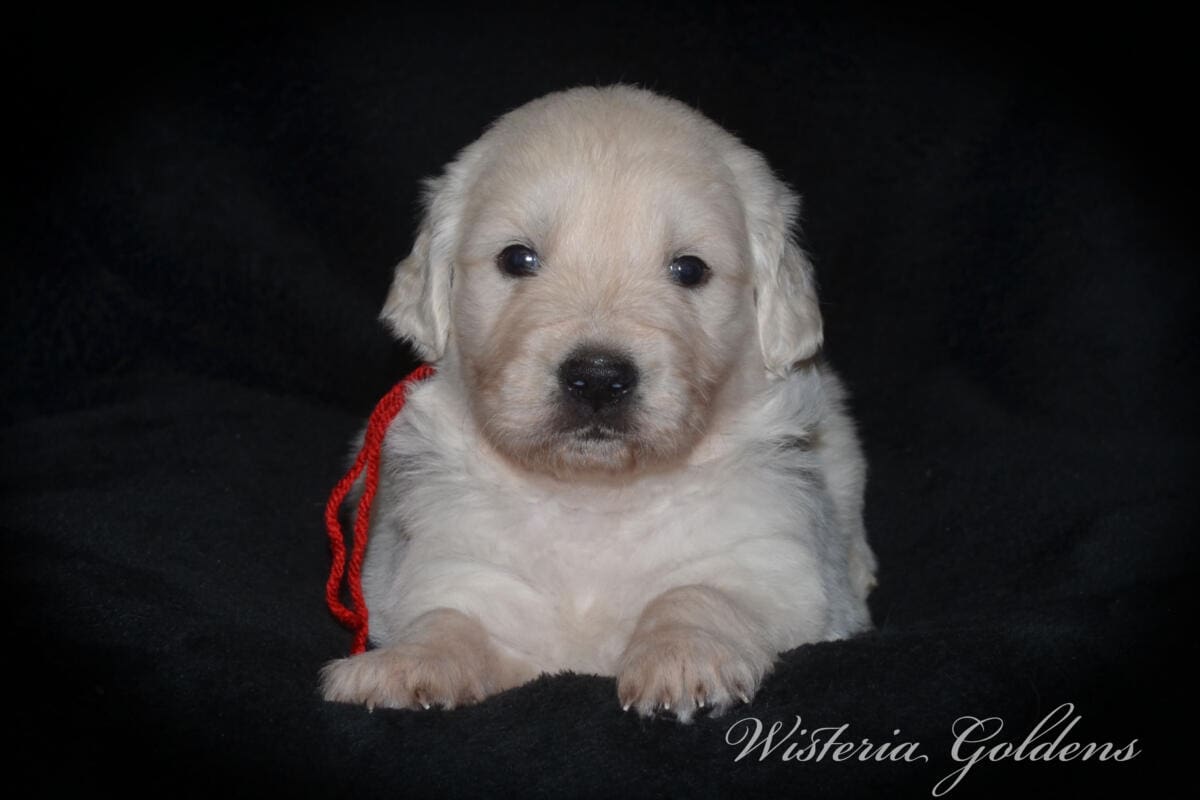 Stormy & Tahoe puppies are 4 weeks old. Sweetest loves and starting to engage and play more together. English Cream Golden Retriever Puppies born and raised Wisteria Goldens Part of our family until part of yours #stormy090125 Litter Born September 1, 2025 
