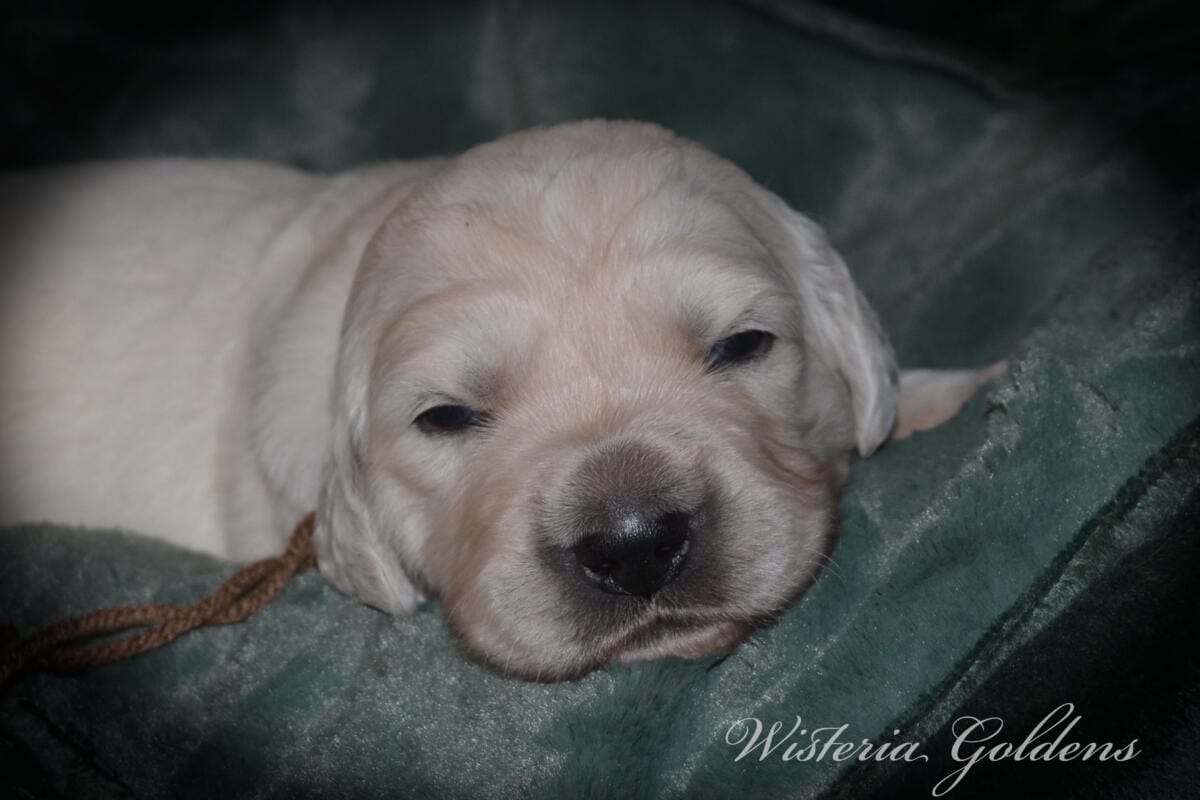 Stormy Litter two week pictures collage wisteria goldens english cream golden retriever puppies raised part of our family until part of yours.