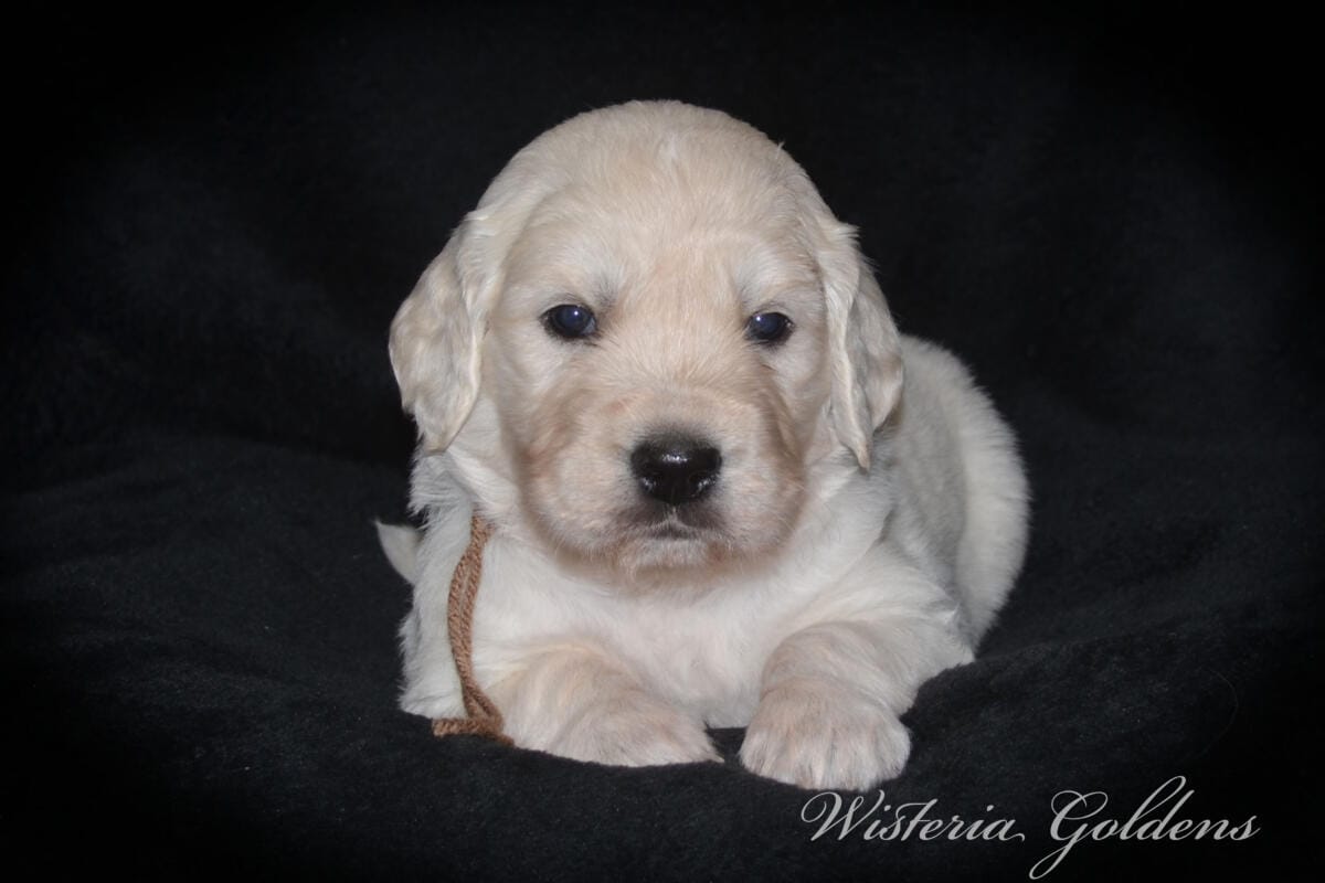 Stormy & Tahoe puppies are 4 weeks old. Sweetest loves and starting to engage and play more together. English Cream Golden Retriever Puppies born and raised Wisteria Goldens Part of our family until part of yours #stormy090125 Litter Born September 1, 2025 