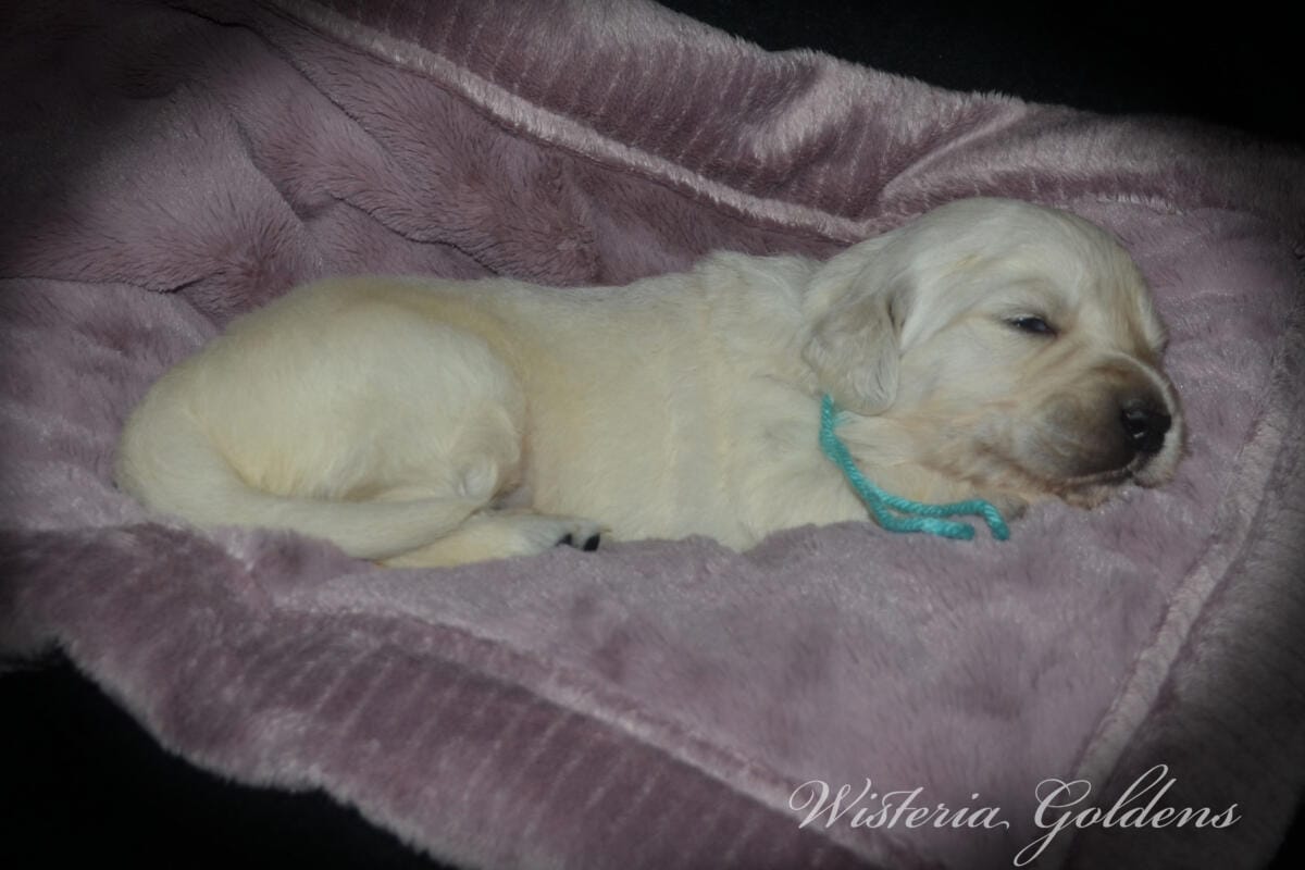 teal girl