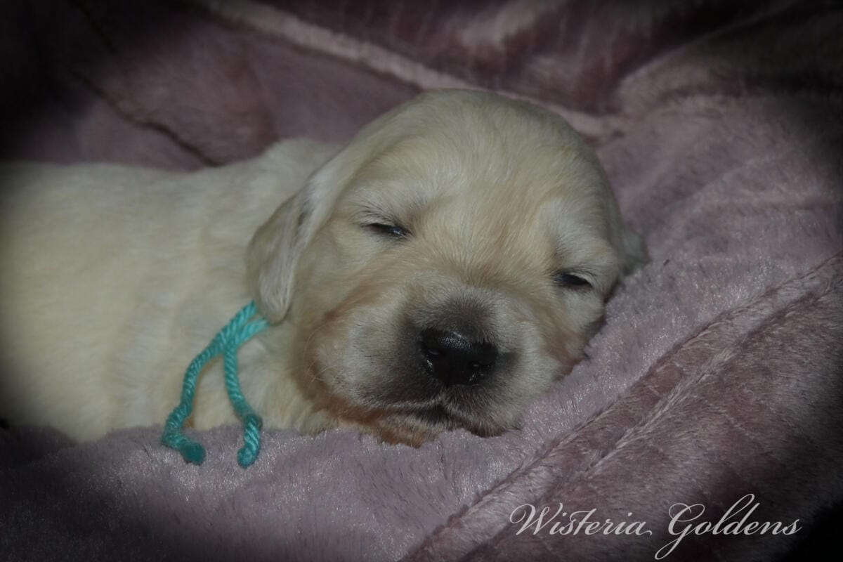 Stormy Litter two week pictures collage wisteria goldens english cream golden retriever puppies raised part of our family until part of yours.