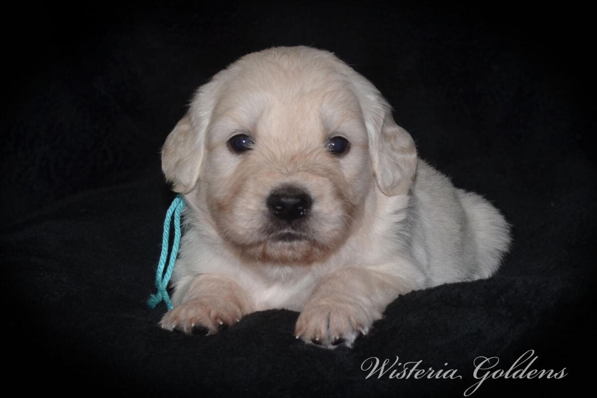 Stormy & Tahoe puppies are 4 weeks old. Sweetest loves and starting to engage and play more together. English Cream Golden Retriever Puppies born and raised Wisteria Goldens Part of our family until part of yours #stormy090125 Litter Born September 1, 2025 