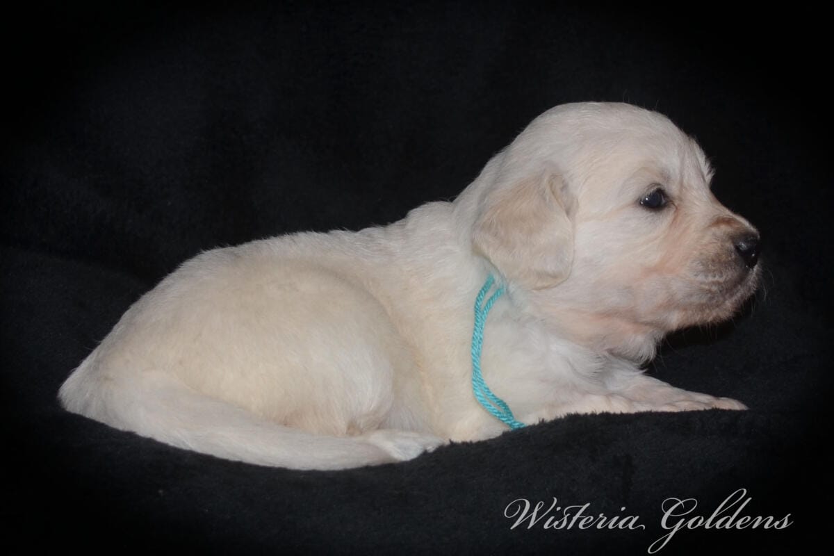 teal girl