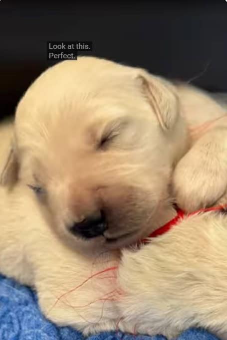 stormy litter on youtube English Cream Golden Retriever Puppies Wisteria Goldens Raised Part of Our Family Until Part of Yours