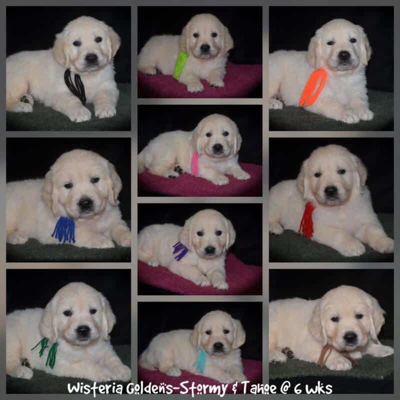 Stormy six week collage 