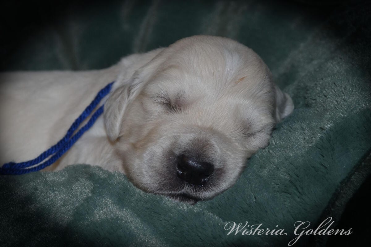 Milan's Two Week Puppy Picture Collage #milan091925 English Cream Golden Retriever puppies raised part of our family until part of yours at Wisteria Goldens