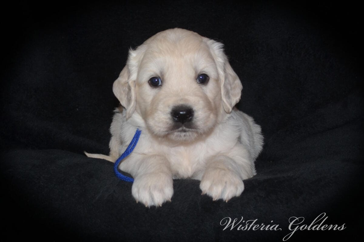 Milan & Theo Five Week Puppy Picture Collage #milan092425 English Cream Golden Retriever Puppies born and raised Wisteria Goldens Part of our family until part of yours.