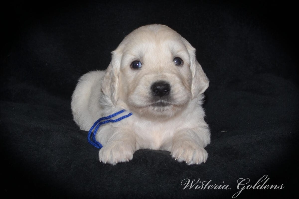 Milan & Theo pups are 4 weeks old. Love watching Milan’s first litter grow and blossom. #milan091925