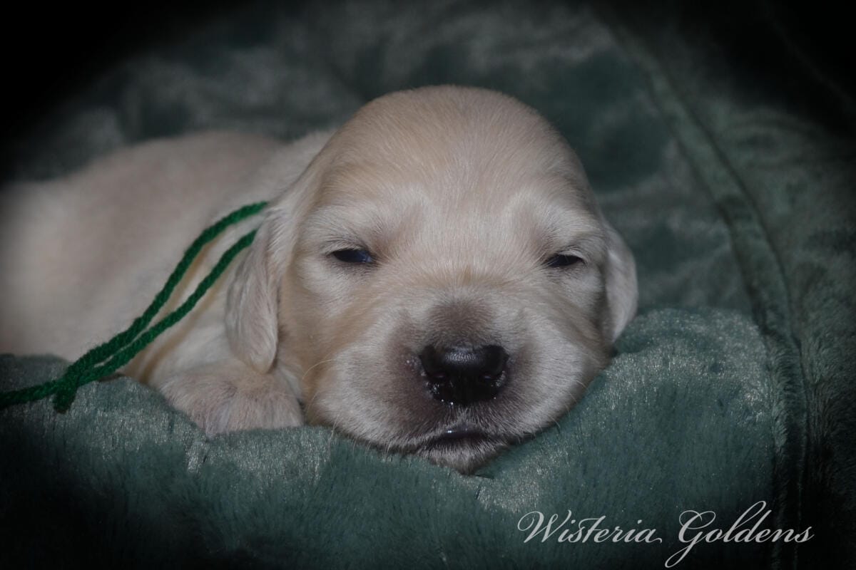 Milan's Two Week Puppy Picture Collage #milan091925 English Cream Golden Retriever puppies raised part of our family until part of yours at Wisteria Goldens