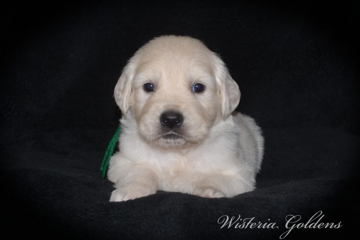Milan & Theo pups are 4 weeks old. Love watching Milan’s first litter grow and blossom. #milan091925