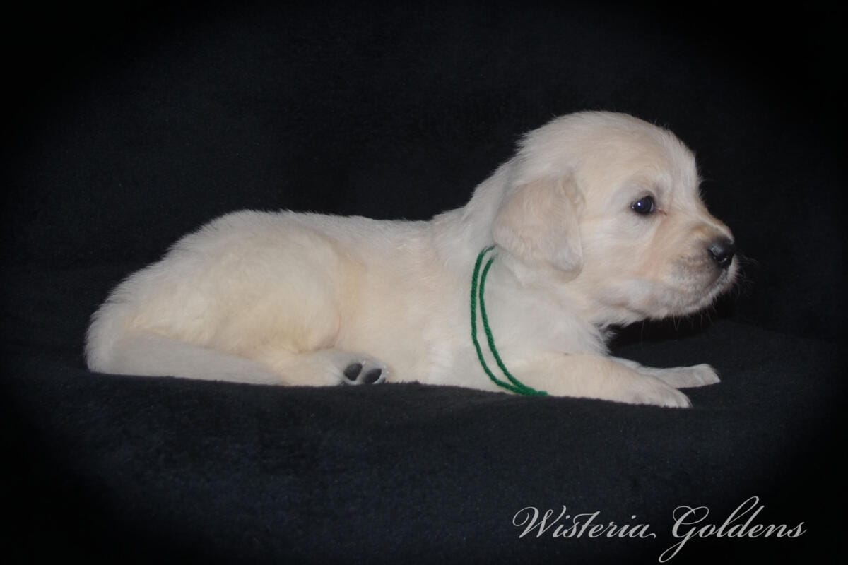 Milan & Theo pups are 4 weeks old. Love watching Milan’s first litter grow and blossom. #milan091925