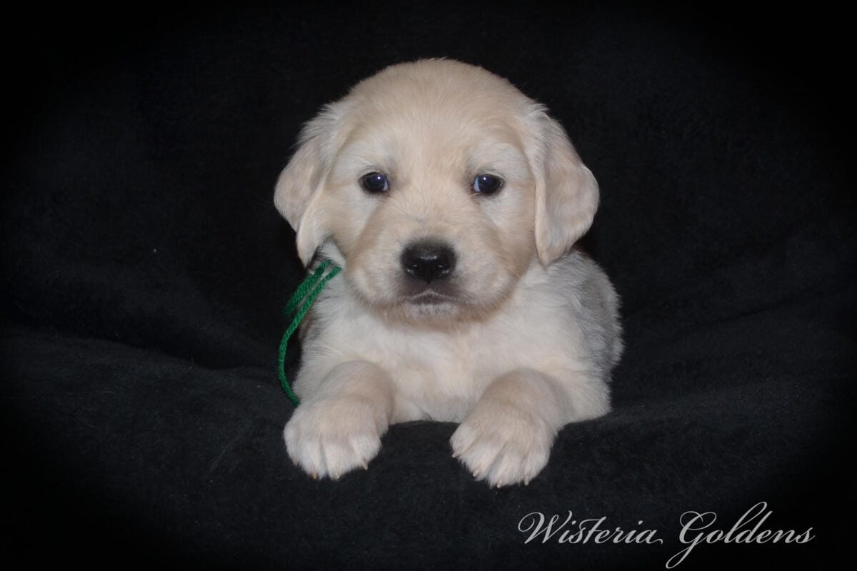 Milan & Theo Five Week Puppy Picture Collage #milan092425 English Cream Golden Retriever Puppies born and raised Wisteria Goldens Part of our family until part of yours.