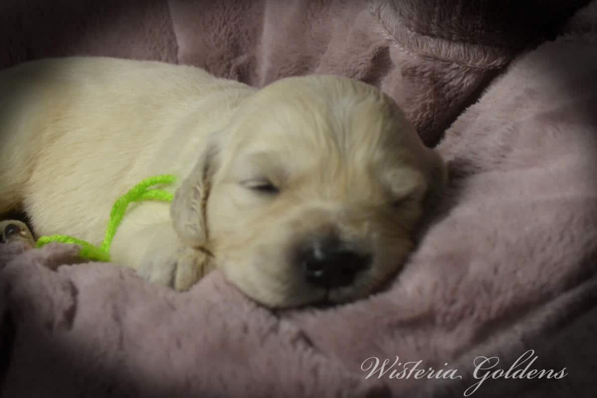 Milan's Two Week Puppy Picture Collage #milan091925 English Cream Golden Retriever puppies raised part of our family until part of yours at Wisteria Goldens