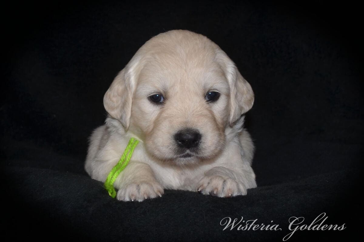 Milan & Theo pups are 4 weeks old. Love watching Milan’s first litter grow and blossom. #milan091925