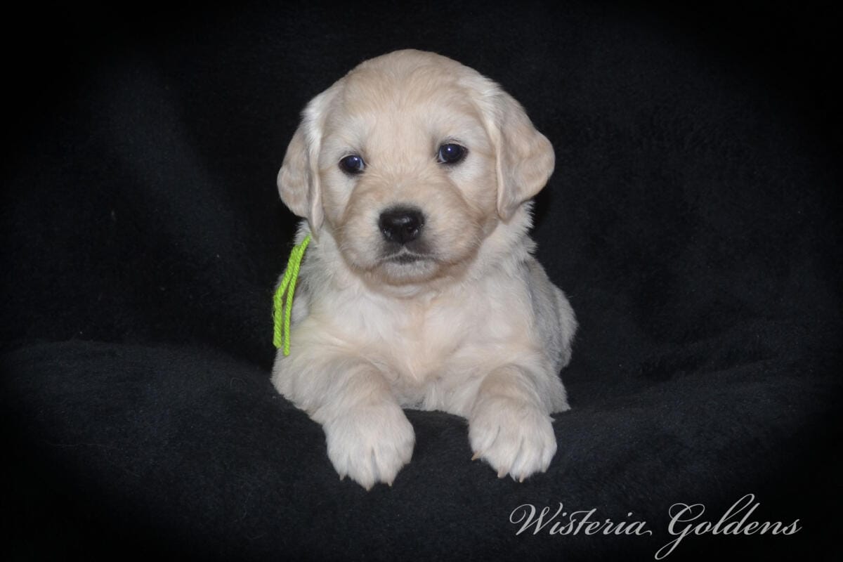 Milan & Theo Five Week Puppy Picture Collage #milan092425 English Cream Golden Retriever Puppies born and raised Wisteria Goldens Part of our family until part of yours.