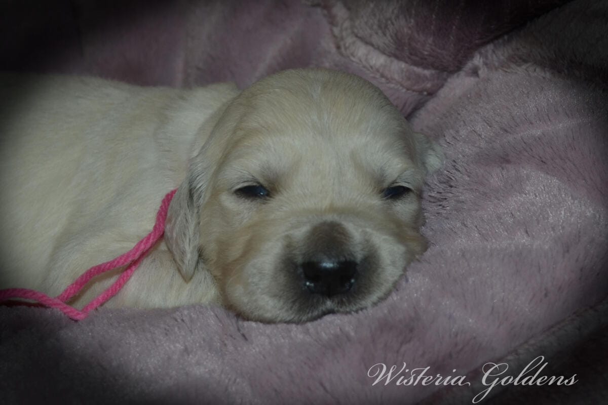 Milan's Two Week Puppy Picture Collage #milan091925 English Cream Golden Retriever puppies raised part of our family until part of yours at Wisteria Goldens