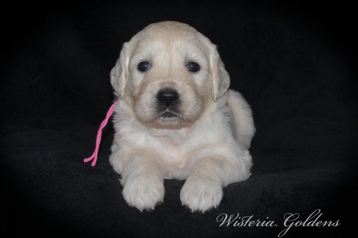 Milan & Theo pups are 4 weeks old. Love watching Milan’s first litter grow and blossom. #milan091925