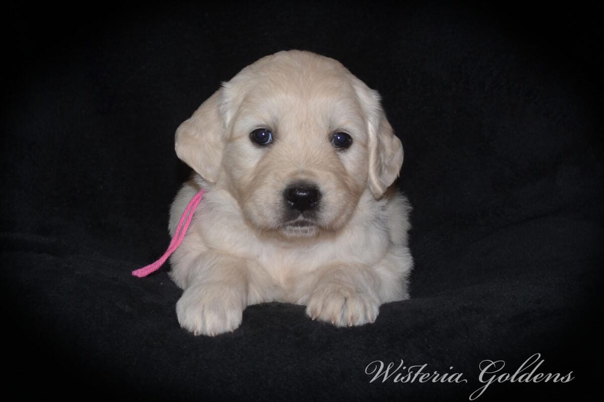 Milan & Theo Five Week Puppy Picture #milan092425 English Cream Golden Retriever Puppies born and raised Wisteria Goldens Part of our family until part of yours.