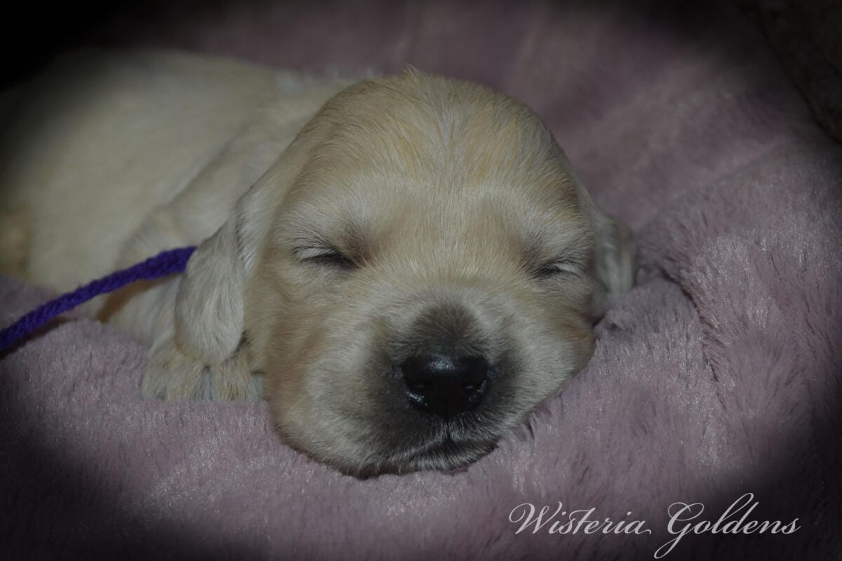Milan's Two Week Puppy Picture Collage #milan091925 English Cream Golden Retriever puppies raised part of our family until part of yours at Wisteria Goldens