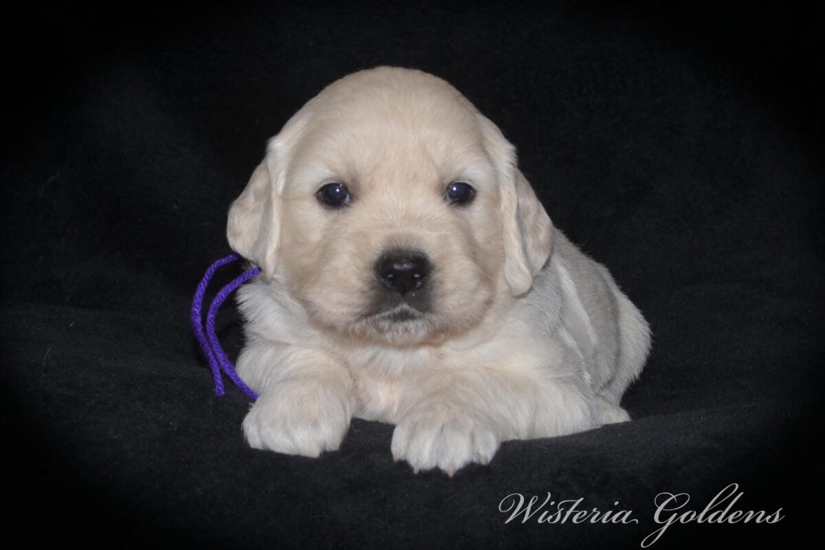 Milan & Theo pups are 4 weeks old. Love watching Milan’s first litter grow and blossom. #milan091925