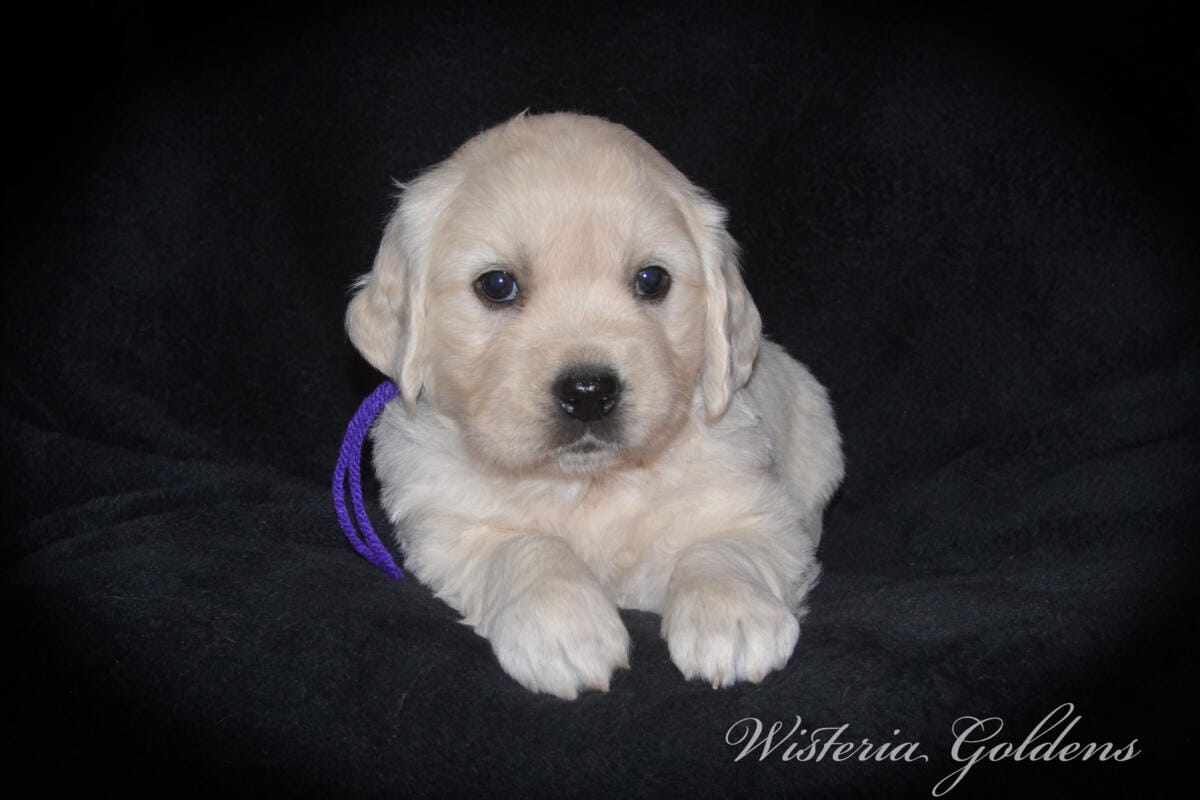 Milan & Theo Five Week Puppy Picture Collage #milan092425 English Cream Golden Retriever Puppies born and raised Wisteria Goldens Part of our family until part of yours.