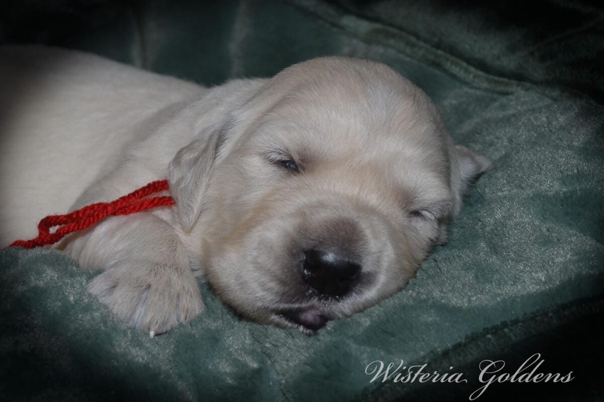 Milan's Two Week Puppy Picture Collage #milan091925 English Cream Golden Retriever puppies raised part of our family until part of yours at Wisteria Goldens