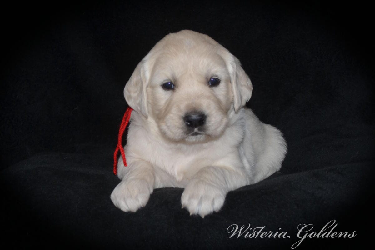 Milan & Theo pups are 4 weeks old. Love watching Milan’s first litter grow and blossom. #milan091925