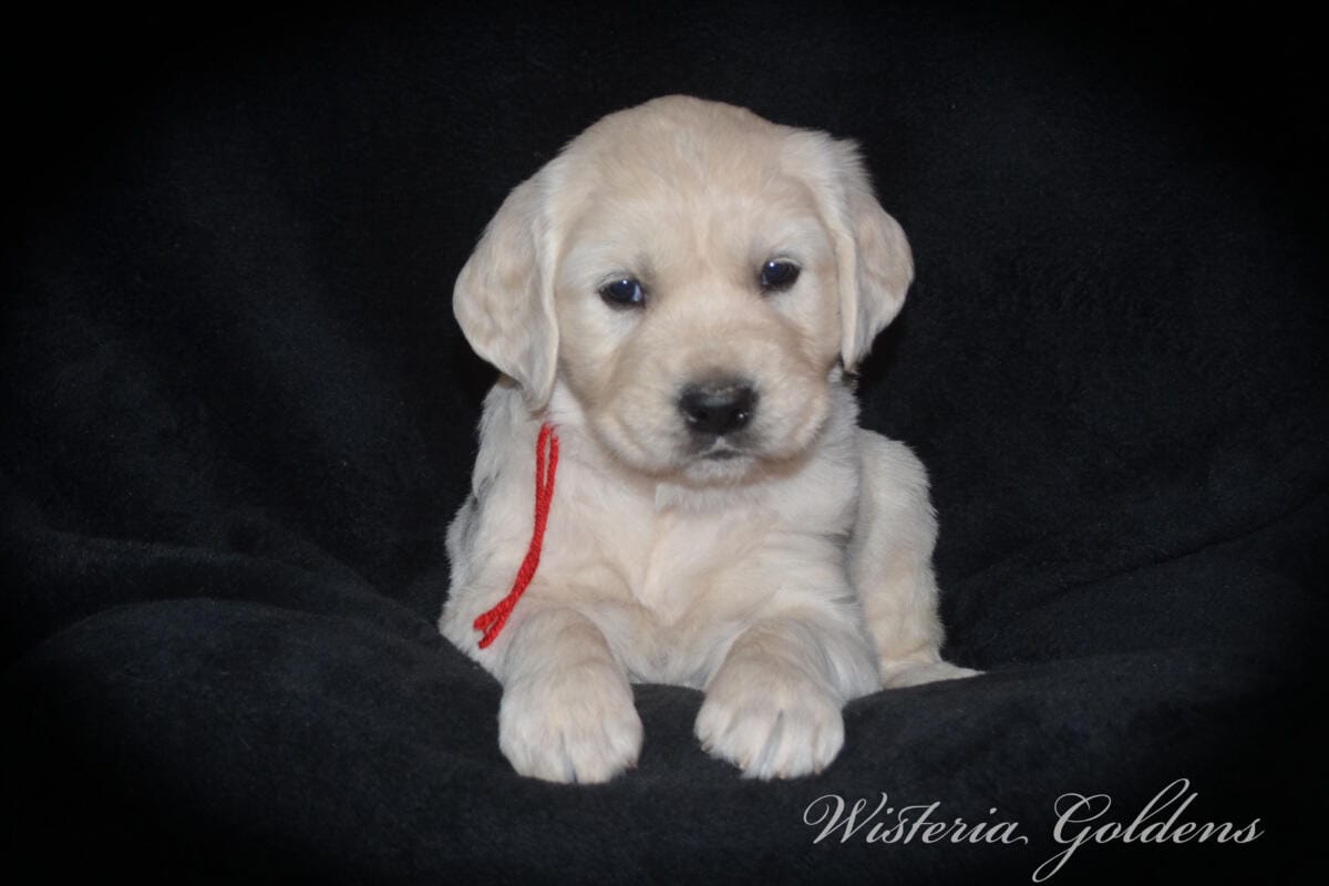 Milan & Theo Five Week Puppy Picture Collage #milan092425 English Cream Golden Retriever Puppies born and raised Wisteria Goldens Part of our family until part of yours.