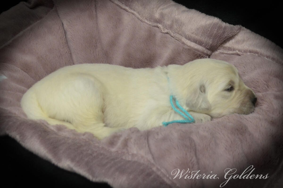 teal girl